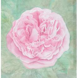 rosa-miranda