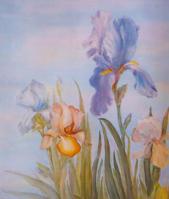 iris