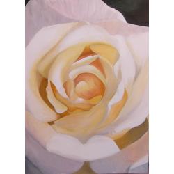 rosa-gialla