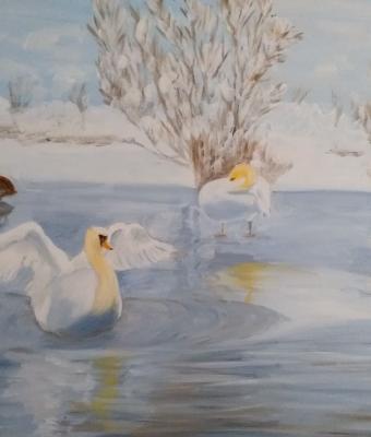 cigni-in-inverno