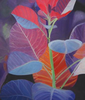 cotinus-royal-purple