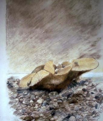fossile
