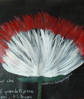 acacia-di-costantinopoli