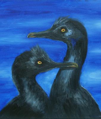 cormorani-blu