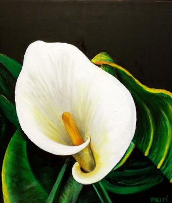 calla