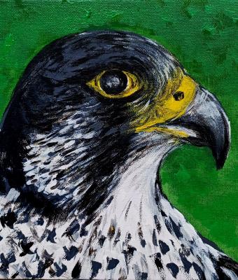 falco