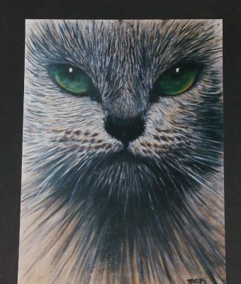 il-gatto
