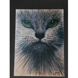 il-gatto
