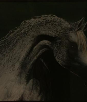 cavallo