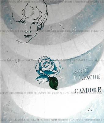 rosa-bianca-candore