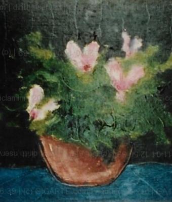 ciclamini