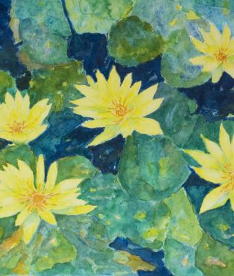 ninfee-gialle