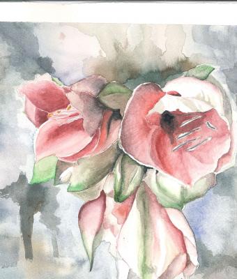 amaryllis