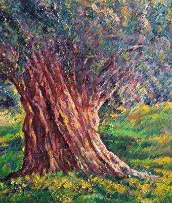 albero-di-ulivo