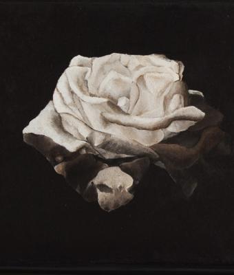 rosa-bianca
