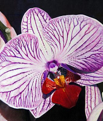orchidee-viola