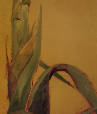agave-gialla