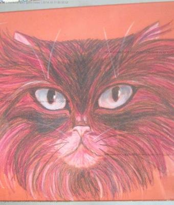 gatto-rosso