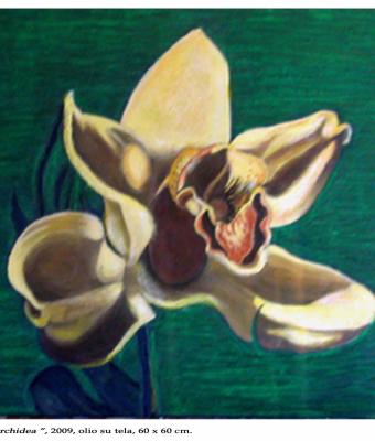orchidea