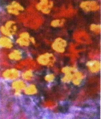 fiori-rossi-e-gialli