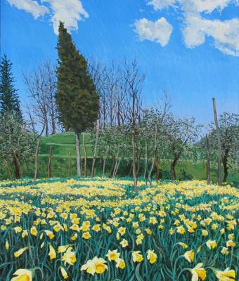 campo-di-narcisi-in-canivella