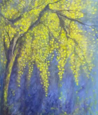 albero-di-mimosa