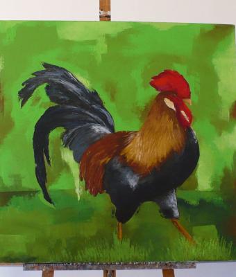 il-gallo