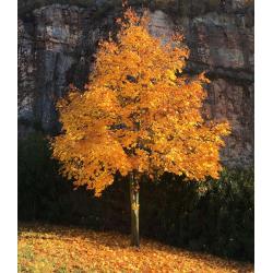 firetree