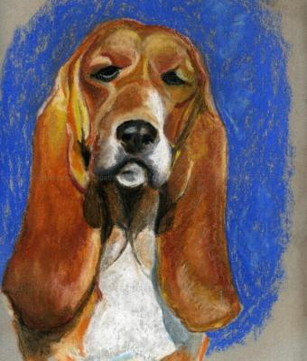 penelope-the-bassethound