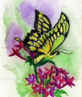 butterfly-1