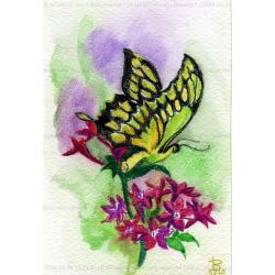 butterfly-1