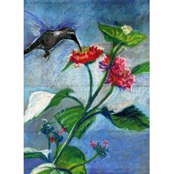 hummingbird