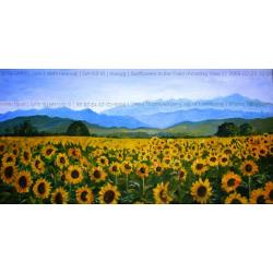 sunflowers-in-a-field-amazing