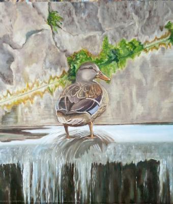 duck-on-the-water