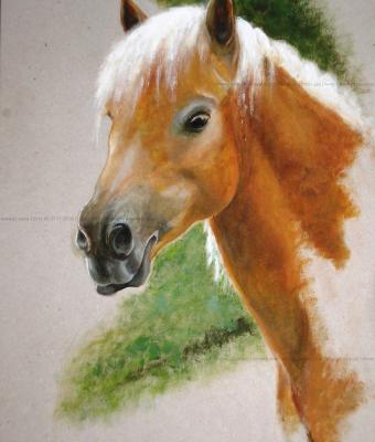 jenny-portrait-of-a-mare