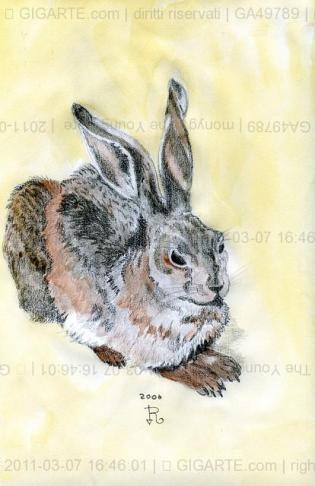 the-young-hare