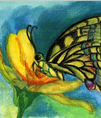 butterfly-farfalla