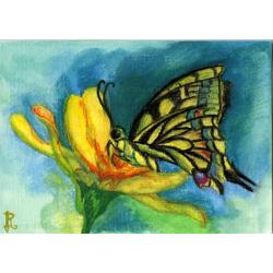 butterfly-farfalla