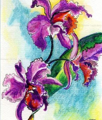 orchid