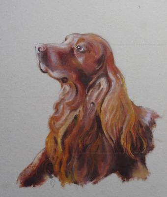 irish-setter