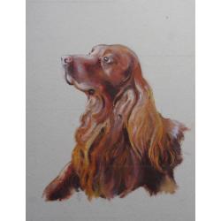 irish-setter