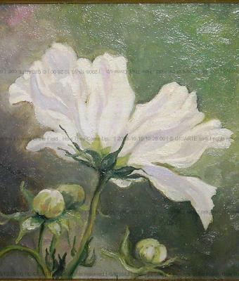 see-the-flowers-of-the-field