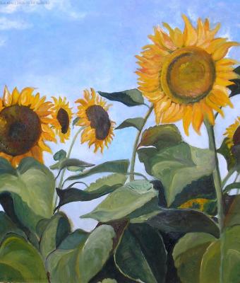 sun-kiss-i-girasoli-che-cres