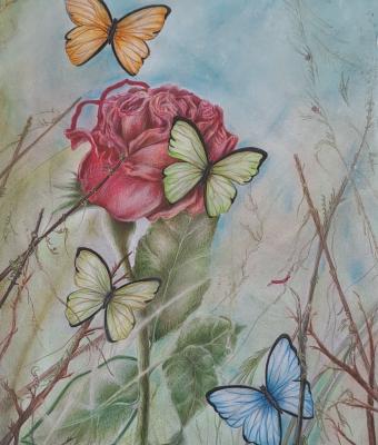 la-rosa-della-libert