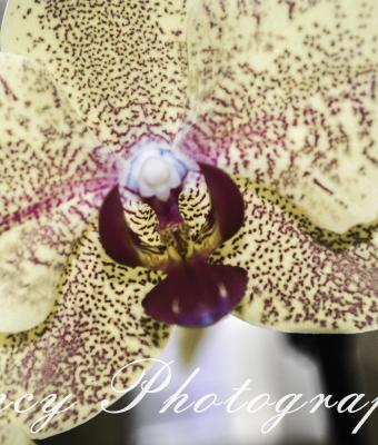 orchidea-1