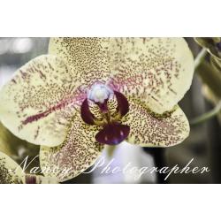 orchidea-1
