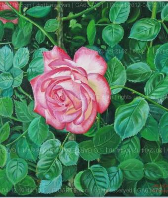 rosa