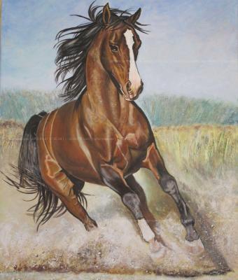 cavallo-che-corre