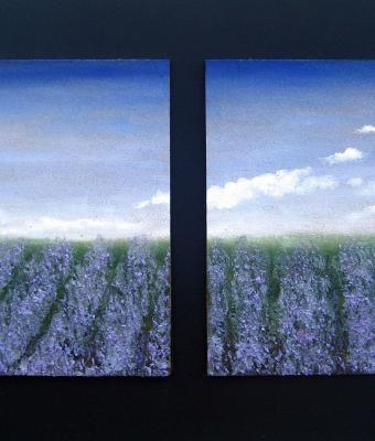 campi-di-lavanda
