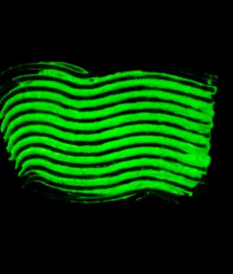 green-waves